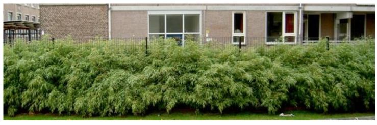 afbeelding "i_NL.IMRO.0888.BPBMVSPAUBEEK-ON01_0014.jpg"